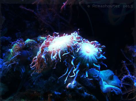 Pulsar | Pulsar, Fish pet, Photoshop elements