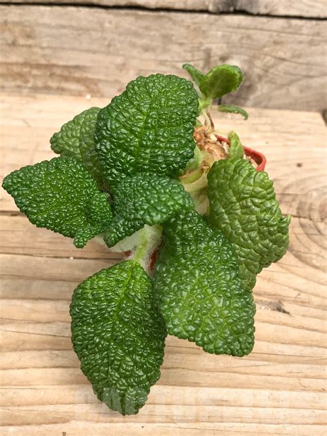 SHPR9494 Sinningia bullata – Кактус онлайн