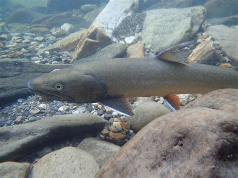 Kootenay Lake Bull Trout Redd Surveys — Masse Environmental