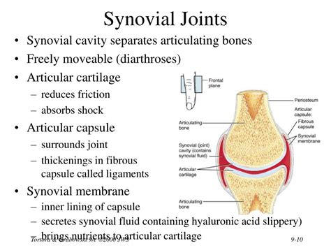 Ppt Chapter 9 Joints Powerpoint Presentation Free Download Id1703136