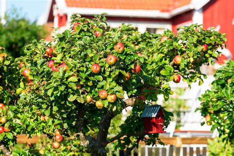 5 Easy Fruit Trees You Can Plant in Your Backyard — Best Life