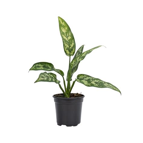 4" Aglaonema 'Maria' - Vermeers Wholesale
