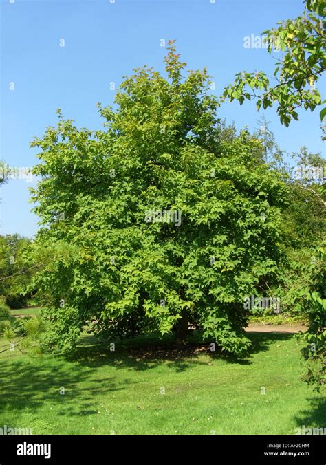 Formosa Sweet Gum Liquidambar Formosana Tree In A Park Stock Photo