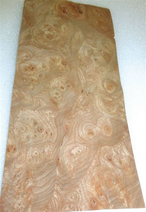 Carpathian Elm Burl Wood Veneer X Raw No Etsy