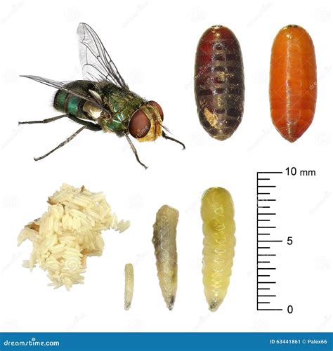 Housefly Development Stock Image Image Of Diseases Eyes