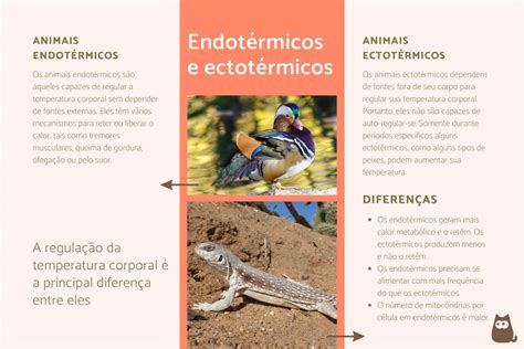 O Que São Animais Endotérmicos