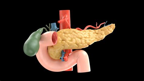 Human Pancreas 3d Turbosquid 1703772