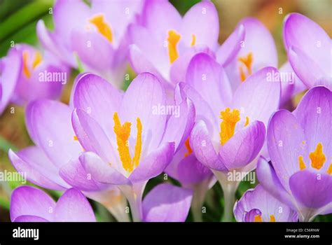 Krokus Crocus 61 Stock Photo Alamy