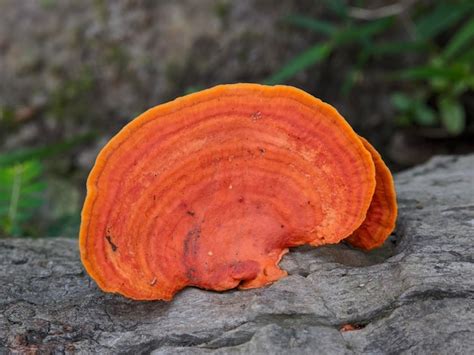 Premium Photo Macro Of Pycnoporus Sanguineus Fungi Plant