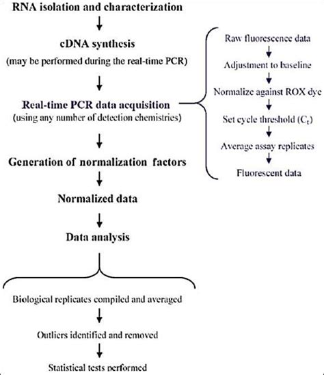 Steps Performed When Measuring Gene Expression Using Real Time Pcr