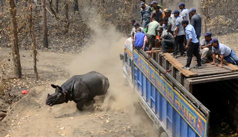 Melihat Pemindahan Badak Langka Di Nepal Foto Liputan6