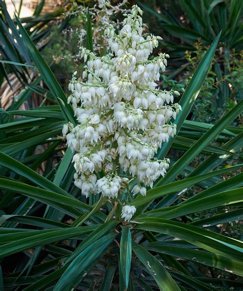 Yucca plant care – 4 tips from an indoor plant expert