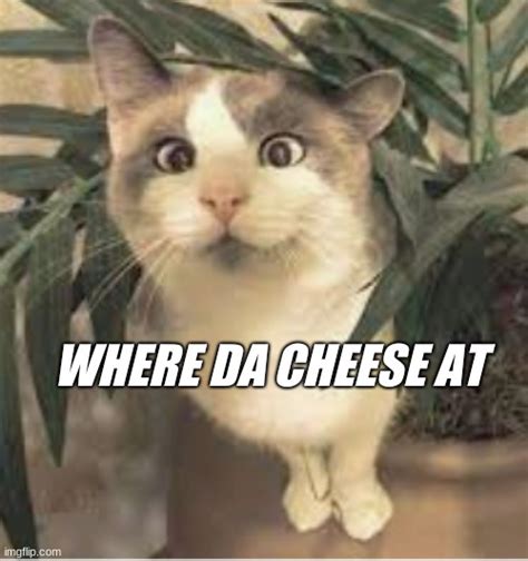 CHEESE CAT2 Imgflip