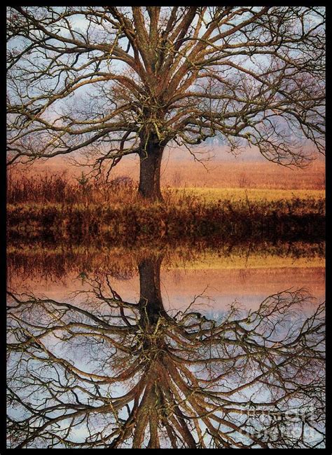 Oak Reflection Photograph By Geraldine Deboer Fine Art America