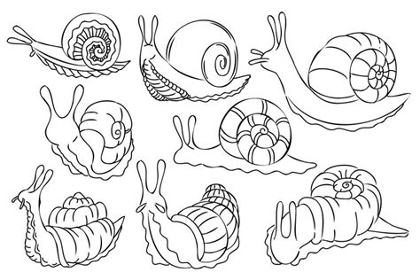 Outline Snail Illustration Set