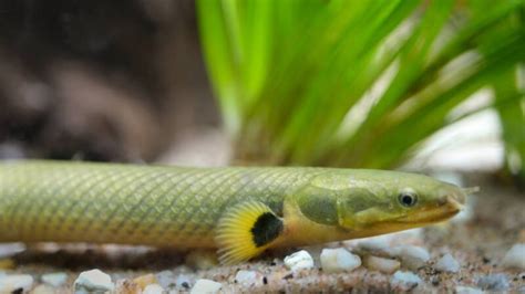 Freshwater Aquarium Eels Popular Types Care And Setup