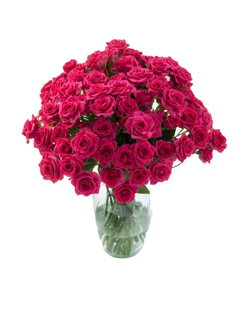 Hot Pink Spray Roses Toronto Bulk Flowers Wholesale Roses