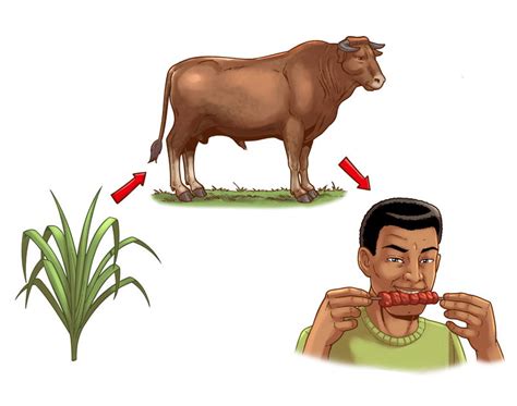 Na Cadeia Alimentar Qual Animal é Considerado Decompositor