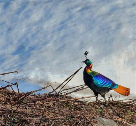 Danfe (Himalayan Monal): National Bird of Nepal