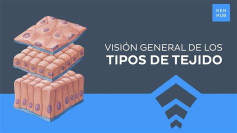 Los 4 Tipos De Tejidos