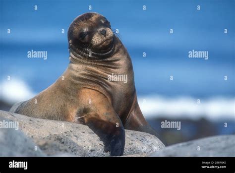 América del Sur Ecuador Islas Galápagos vida silvestre mamíferos