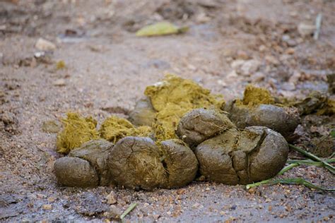 280 Excreta Fotografías De Stock Fotos E Imágenes Libres De Derechos