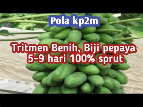 Cara Dan Praktek Perlakuan Benih Dengan Bawang Putih Dan Merah YouTube