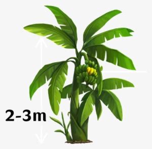 Single Banana Tree Png