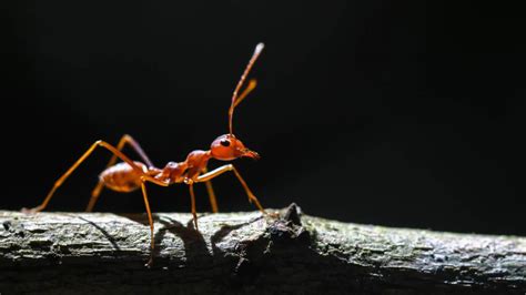 Hormigas Función Y Características De Las Hormigas