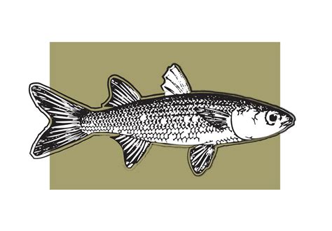 Mullet Fish Vector | Free Vector Art at Vecteezy!