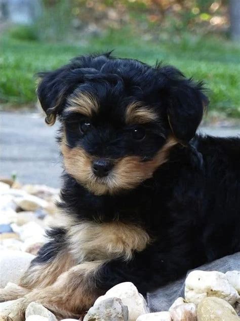 15 Poodles Mixes A Collection Of Curly Companions Yorkie Poo