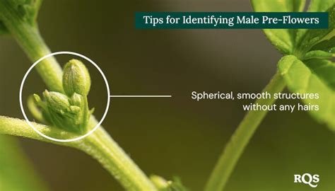 Find Out How To Sex Cannabis Plants RQS Blog