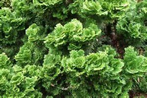 Chamaecyparis Obtusa Gracilis Nana Hinoki Cypress Seeds Fresh Garden