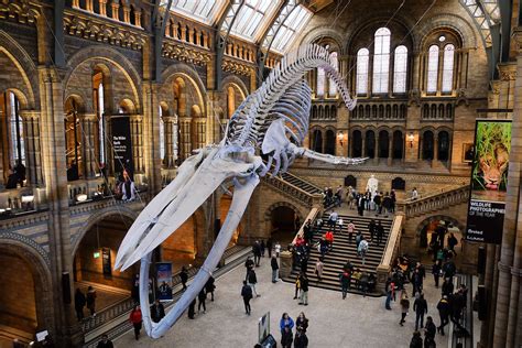 Hintze Hall Entrance To The Natural History Museum Flickr