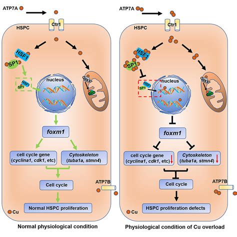 Copper Overload Impairs Hematopoietic Stem And Progenitor Cell