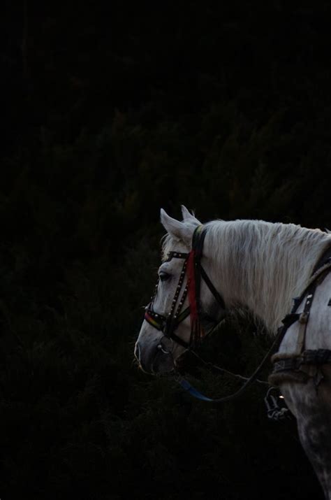 Лошадь | Horses, Animals