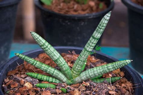 Braided Snake Plant Growing And Care Guide Plantglossary