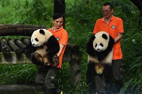 大熊猫“渝可”“渝爱”一岁啦 重庆动物园精心准备生日蛋糕庆生 第一产业网