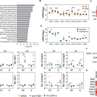 Ddr Signaling Induces Apoptosis In Rhabdomyosarcoma Cells A Most