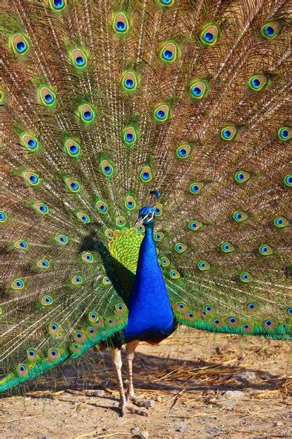 Premium Photo Peacock With Feathers Out