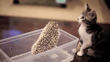 hedgehog gif on Tumblr