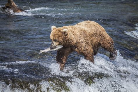 Alaska Wildlife Photography with Jennifer Leigh Warner - NANPA