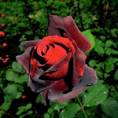 Black Rose Flower Nursery In India | Best Flower Site