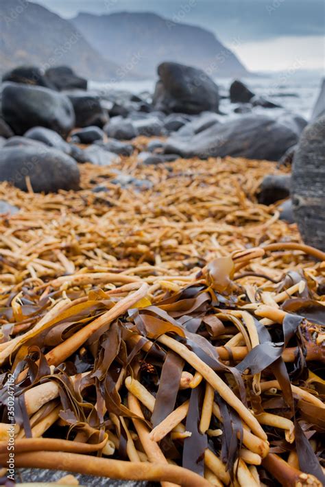 Mulevika Norway February Long Holdfasts Of Big Red Kelp