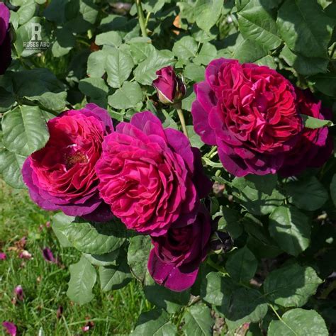 Roses ABC - Rose Gräfin von Hardenberg
