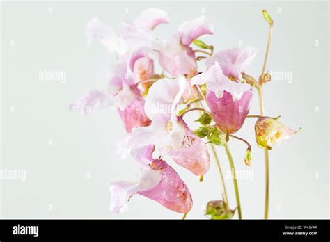 Flowering Himalayan Balsam Impatiens Glandulifera Found Growing At