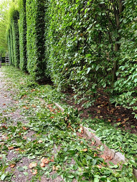 Pruning My Hornbeam Hedge - The Martha Stewart Blog