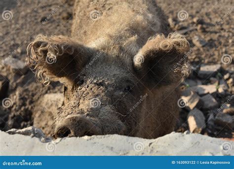 Happy Pig Rolling In Mudmangalitsa The Woolly Sheep Pig Healthy