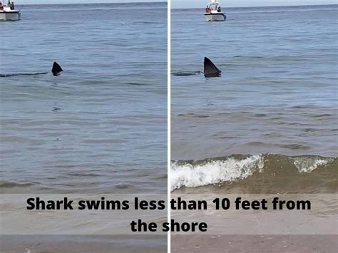 Shark Swims Close To Shore Shark Swimming Dangerously Close To The