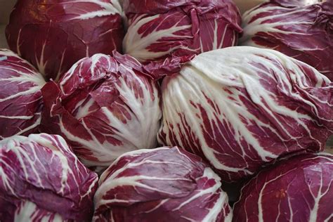 Cykoria Czerwona Radicchio Palla Rossa Ogrodniczyraj Pl